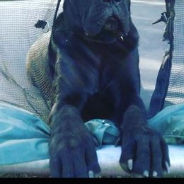 Cane Corso All Grown Up from Lisa Day's Cane Corso
