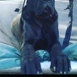 Cane Corso All Grown Up from Lisa Day's Cane Corso