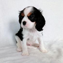 Geno - Tri-color male Cavalier King Charles Spaniel puppy in Dallas, Texas from Holliday Cavalier King Charles Spaniels