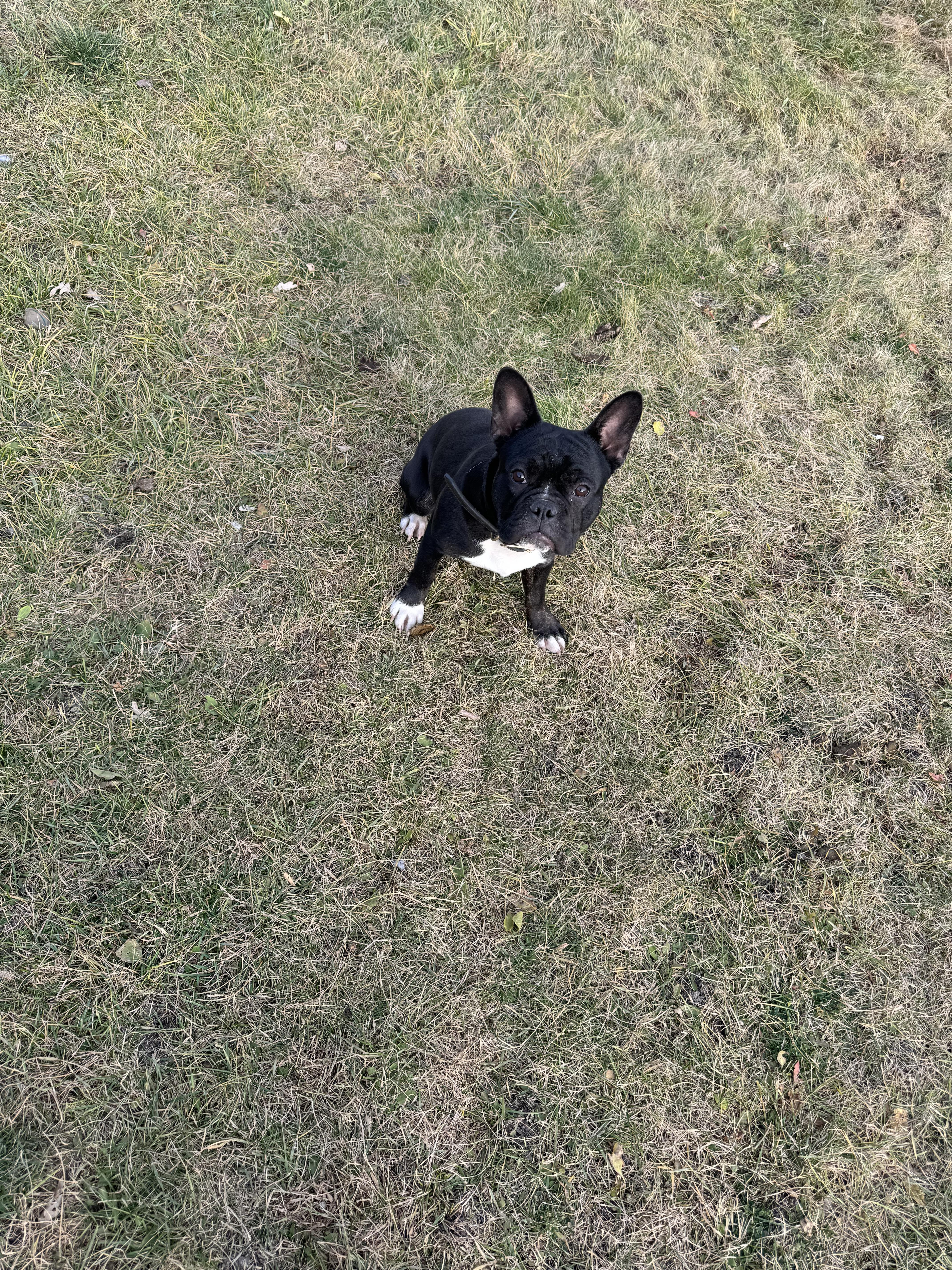 Bear