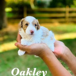 Cockapoo and Goldendoodle Puppies from My Forever Best Friend