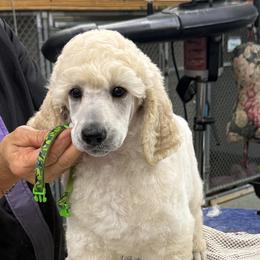 Alfie - Cream male Poodle puppy in Port Orange, Florida from Daytona’s Standard Poodles