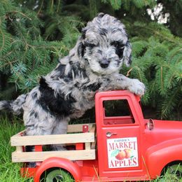 Goldendoodle, Havapoo, Labradoodle, and Springerdoodle Puppies from Oregon Valley Pups