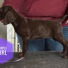 Purple Girl - Liver female German Shorthaired Pointer puppy in Dearborn, Missouri from Hardwood Kennels