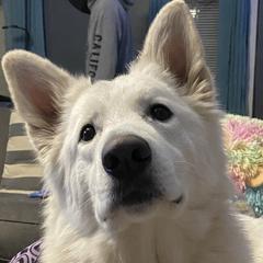 Remi - Berger Blanc Suisse