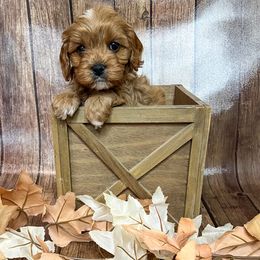 Bianca - Red female Cavapoo puppy in Beresford, South Dakota from DAKOTA DOOD RANCH