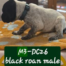 Dark green - Black roan male German Shorthaired Pointer puppy in Dahlonega, Georgia from Pointer Mountain Bird Dogs