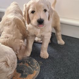 Goldendoodle Puppies from Pearl's Puppies LLC