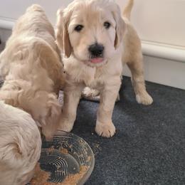 Goldendoodle Puppies from Pearl's Puppies LLC