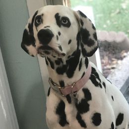 Olivia - Dalmatian
