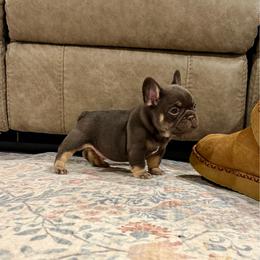 Gus - Tricolors male French Bulldog puppy in Neosho, Missouri from K2S Frenchies