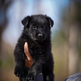 Busch - Black male German Shepherd puppy in Knowlton Township, New Jersey from Augenblick Kennels