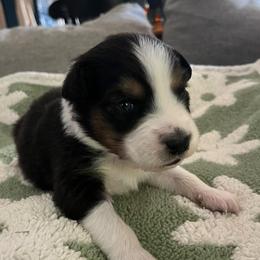 Duke Of Weselton - Black tri-color male Australian Shepherd puppy in Hemet, California from Perfect Companion Aussie's