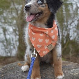 German Shorthaired Pointer, Miniature American Shepherd, Miniature Australian Shepherd, and Toy Australian Shepherd Puppies from Foxtail Hollow