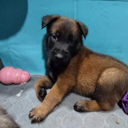 Belgian Malinois and German Shepherd Puppies from Madhouse’s Belgian Malinois and German Shepherds