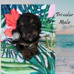 Turks - Tri-color male Bernedoodle puppy in Godwin, North Carolina from Farm Sweet Farm Doodles