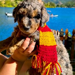 Harry - Blue merle male Aussiedoodle puppy in Upper Lake, California from Redwood Aussiedoodles