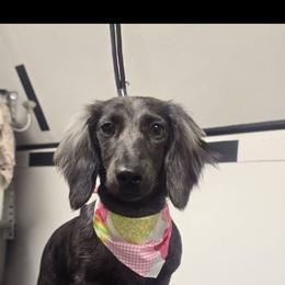 Claire - Dachshund
