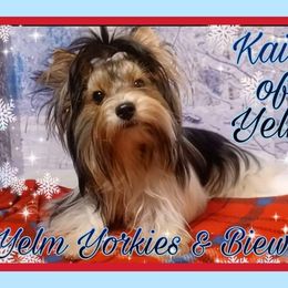 Kairi - Biewer Terrier