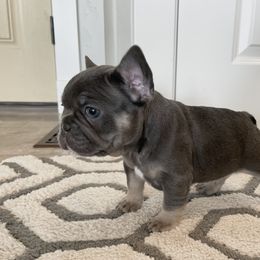French Bulldog Puppies from Blue Lotus Frenchies