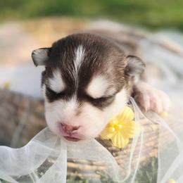 Helios - Chocolate male Pomsky puppy in Christiana, Tennessee from Smoky Mountain Pomskies