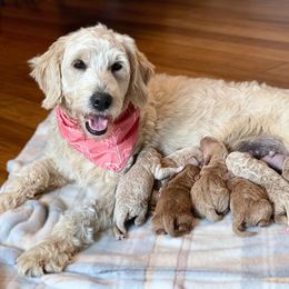 Bernedoodle and Goldendoodle Puppies from BrookeMarie’s Goldendoodle Love