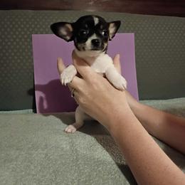 Clover - Black and white female Chihuahua puppy in Federalsburg, Maryland from Mobley Chihuahuas