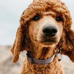 Poodles from Utah Poodles