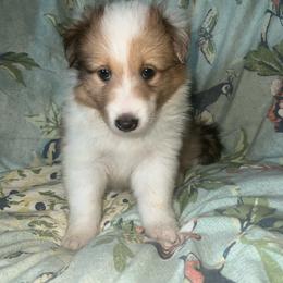 Honey - Sable merle and white female Shetland Sheepdog puppy in Kerville, Texas from Cedar Hill Kennels