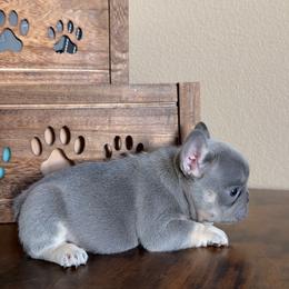 Lucia - Blue female French Bulldog puppy in Las Vegas, Nevada from Haus of Sin City Hunz