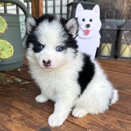 Loki - White male Pomsky puppy in Mc Minnville, Oregon from West Coast Pomskies
