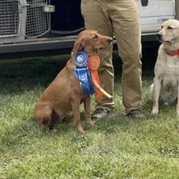 Labrador Retrievers from Prairie Paradise Gun Dogs