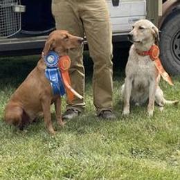 Labrador Retrievers from Prairie Paradise Gun Dogs