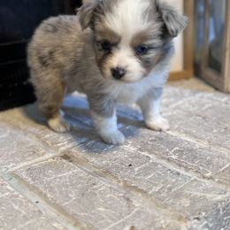 Australian Shepherd Puppies from Blue Creek Farm