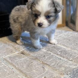 Australian Shepherd Puppies from Blue Creek Farm