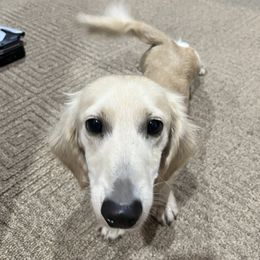 Wyatt Dean - Dachshund