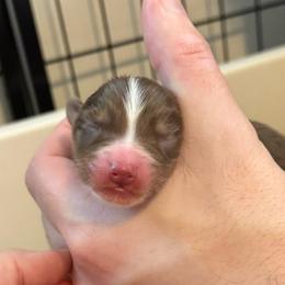 Boy - Red tri-color male Australian Shepherd puppy in Jacksonville, Florida from Solace Australian Shepherds