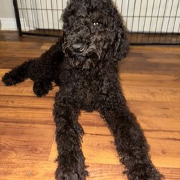 Rocky - Black Poodle puppy in Valdosta, Georgia from Posh Poodles