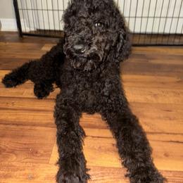 Rocky - Black Poodle puppy in Valdosta, Georgia from Posh Poodles