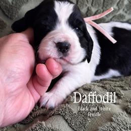 Daffodil - Black and white female English Springer Spaniel puppy in Tupalo, Mississippi from Butterfield Trail Farm