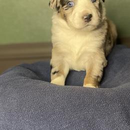 Australian Shepherd Puppies from Midwest Guardian Aussies