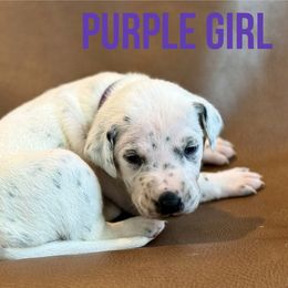 Dalmatian Puppies from Macey’s pups