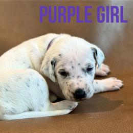 Dalmatian Puppies from Macey’s pups