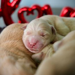 Second pick - Golden male Golden Retriever puppy in Mc Arthur, California from California Golden Love