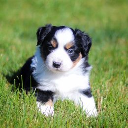 Miniature American Shepherd Puppies from Casita Miniature American Shepherds