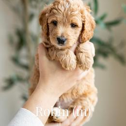Robin - Cream male Goldendoodle puppy in Acton, Maine from Silver Pines Pups