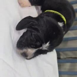Basset Hound Puppies from Buck Wild 4 Bassets