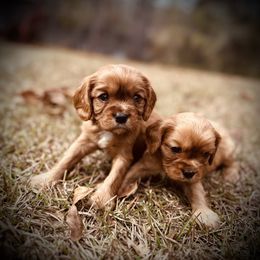 Cavalier King Charles Spaniel Puppies from Sweet Southern Cavaliers and Frenchies