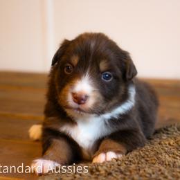 Latte - Red tri-color female Australian Shepherd puppy in Stephenville, Texas from AW Standard Aussies