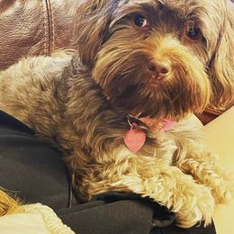 Havanese Puppies from Havareese Havanese